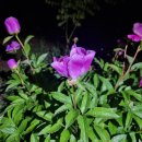 해안뜰 | <해뜰양봉농원> 아카시아꿀이 제대로 만들어 지는 현장 해뜰양봉농원:)!!