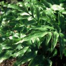 제주도 고비 이미지