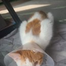 모래내동물병원 이미지