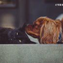 신영통동물병원 이미지