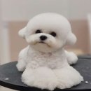 그루밍 스튜디오 이미지