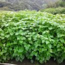 금주농장 이미지