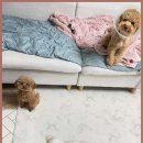 베베호텔 유치원 & 애견스파 이미지