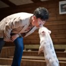 돼지보러오면돼지 이미지