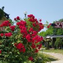 오향골송어 이미지