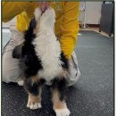 해피바우 애견유치원 | 대구 내당동 강아지 유치원 해피웰바우 후기