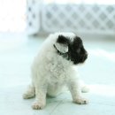 토이파티 이미지