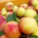 호왕농장 이미지