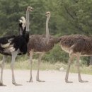 타조사육장 이미지