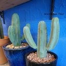 삼팔이 농장 이미지