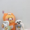 도톨그루밍 이미지