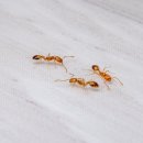 개미약국 이미지