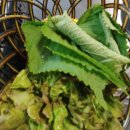 용문산리조트펜션 이미지