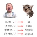 커피에 빠진 붕어 | 26년 5월 | 먀옹 미야오옹