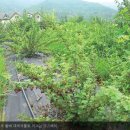 월백 민박 | [산림지]) 우수 임업인(8)_ 돌배 / 장금이나라 / 이지연 대표