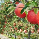 은영가족농장 이미지