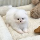 장흥우리병원 | 장흥강아지무료분양 포메라니안