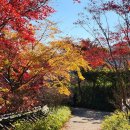 GS25 원주둥지점 | 10월 마지막 주 축제 🍂 내가 가고싶은 김천김밥축제 원주만두축제 전주비빔밥축제