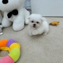 베비댕 | 대구수성구애견 섬세하게 케어래주는 베비댕