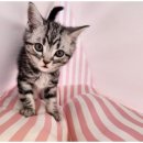 도도한강아지 이미지