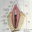 감각기관의 구조와 기능 및 치아의 구조 이미지