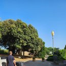 천공농장 | 25년 이탈리아 여행 후기 - 6월 토스카나 지역 여행, 안티코 카살레 림포스티노, 피엔차, 발도르차 평원...