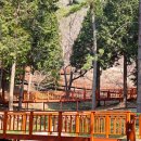 편백산림욕장 진입로 이미지