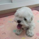 the 굿 dog 네이버블로그