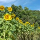 유기농장 이미지