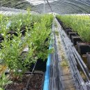 푸르매농장 이미지