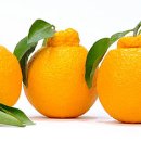 이엘글로벌
