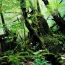 태고의 신비가 살아 숨쉬는 ‘신비의 섬’ 야쿠시마(屋久島) 이미지