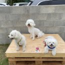 하이, 멍 이미지