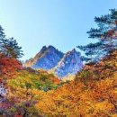 단풍