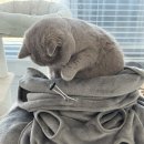 제이펫 | 고양이담요 추천 • 제이제이펫 고양이 발톱깎기 편해지는 고양이 포켓 담요 후기