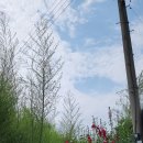이웃 대나무 제거 및 부여군청 앞에 있었던 계백장군 동상 - 2024.06.15 이미지