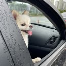 씻고가자,멍멍 이미지