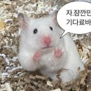 톡톡사랑니치과의원 이미지