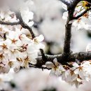 벚꽃치과의원 이미지