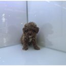 상상도그 이미지