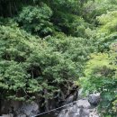 사니조아 이미지