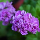 아구에꽃이피네 이미지