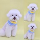 꼼꼼하개 이미지