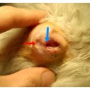 쿨펫동물병원 이미지