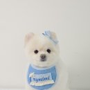 마이미미 반려견미용실 이미지