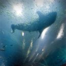 가장 큰 물고기 고래상어까지 있는 애쿼리움 이미지
