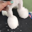 센트럴 펫살롱 이미지