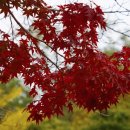 일 라고 이미지