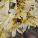 미선 식당 이미지