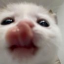 딸부자 꼬마김밥 태장1동점 | 놋네눨느와 추석